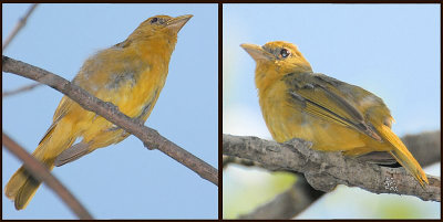 Summer Tanager female ??