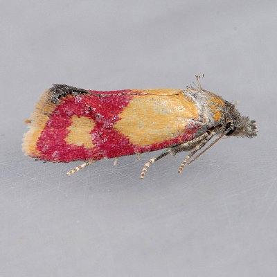 3848   Primrose Cochylid   Phtheochroa oenotherana