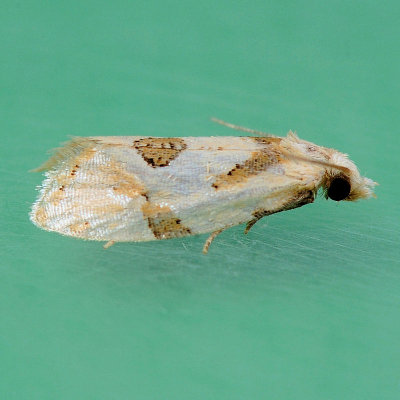 3754.1  Aethes angustana