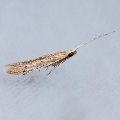 1349  Coleophora lineapulvella