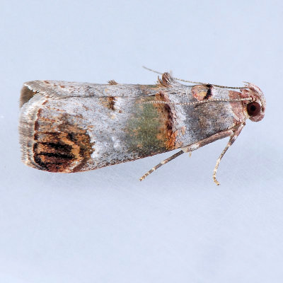 5588 Orange-tufted Oneida – Oneida lunulalis