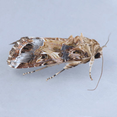 9669 Yellow-striped Armyworm - Spodoptera ornithogalli