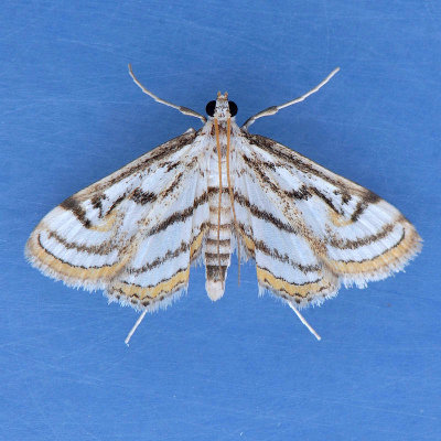 4761  Chestnut-marked Pondweed Moth - Parapoynx badiusalis