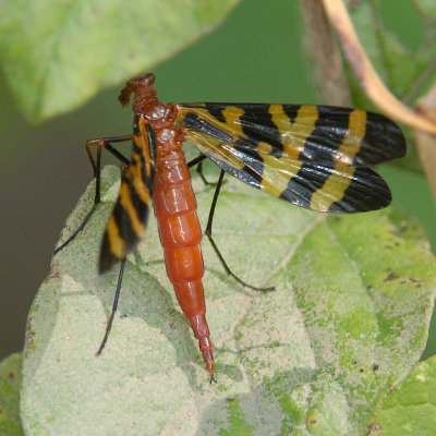 Scorpionfly - Panorpa nuptialis