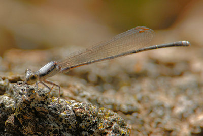 Blue-tipped Dancer male