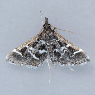 5172  Diasemiodes janassialis