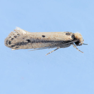 392 Tinea Moth - Tinea apicimaculella