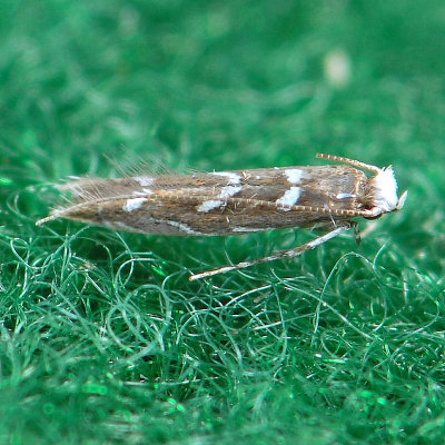 657   Locust Digitate Leafminer  Parectopa robiniella