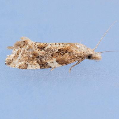 3760.2 Aethes sexdentata - Six-toothed Aethes