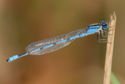 Familiar Bluet male