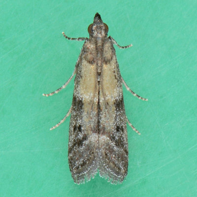 6011 Brower's Vitula – Vitula broweri
