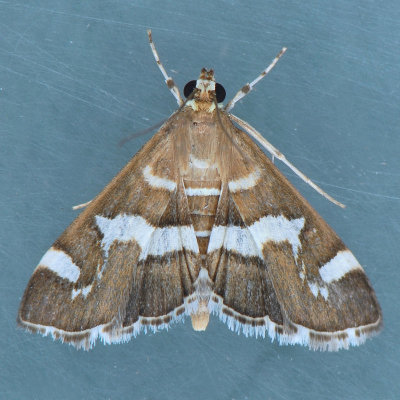 5170 Hawaiian Beet Webworm - Spoladea recurvalis