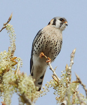 American Kestrel