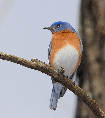 Eastern Bluebird male