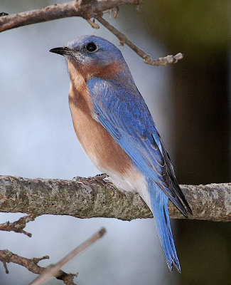 Eastern Bluebird male