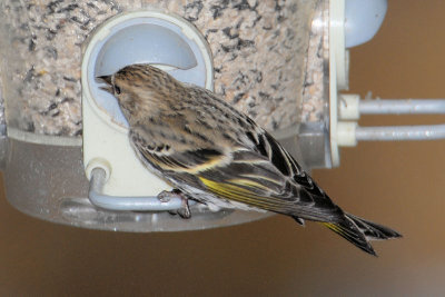 Pine Siskin