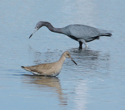 Blue Heron