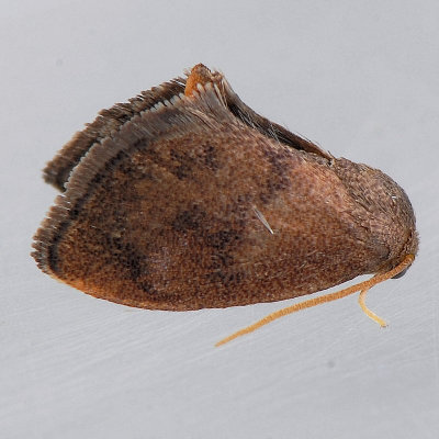 4657 Red-eyed Button Slug - Heterogenea shurtleffi