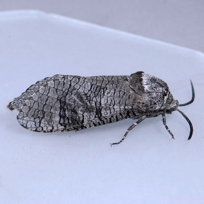 2694 Little Carpenterworm - Prionoxystus macmurtrei