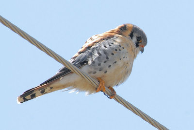 American Kestrel