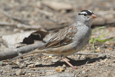 White-crowned Sparrow