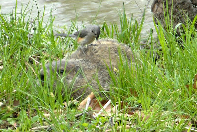 Woodchuck and Tufted Titmouse