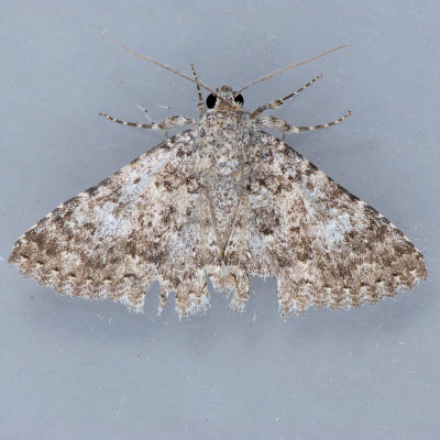 8680.1 Matigramma inopinata