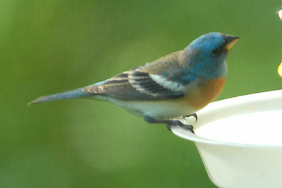 Lazuli Bunting