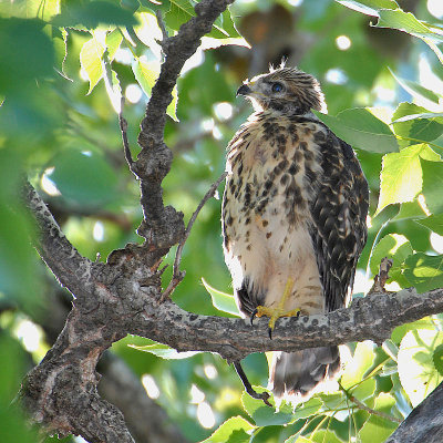 Fledgling May 24, 2009