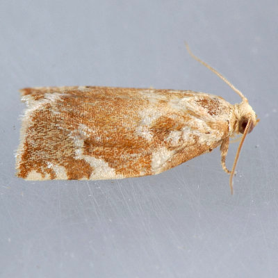 3653 Oak Leafroller – Archips semiferana