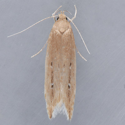 1515   Shy Cosmet    Limnaecia phragmitella