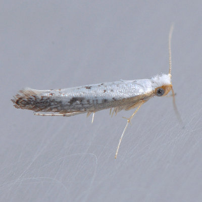 2479  (near) Speckled Argyresthia   Argyresthia subreticulata