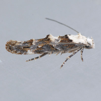 1448   Mompha murtfeldtella