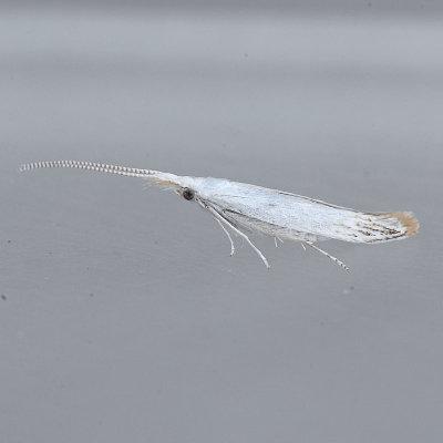 1256  Coleophora tiliaefoliella