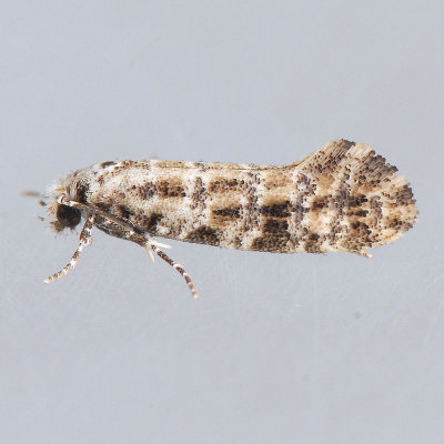 317 Speckled Xylesthia - Xylesthia pruniramiella