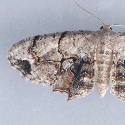 7650  Gray Scoopwing - Callizzia amorata