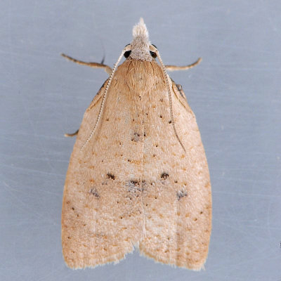 3731  Lentiginos Moth - Sparganothis lentiginosana
