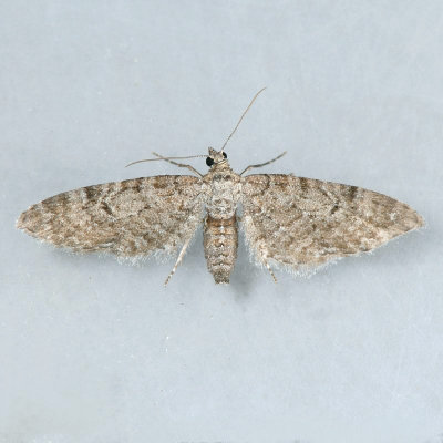 7530   Eupithecia swettii