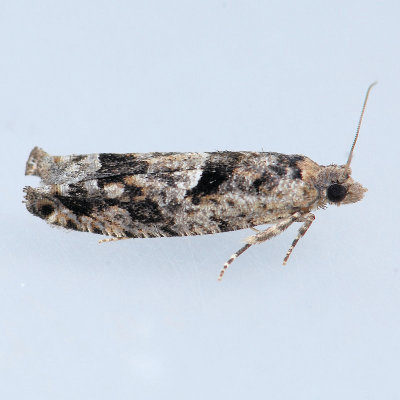 3251 Bare-patched Leafroller  Pseudexentera spoliana