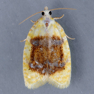 3503 Oak Leafshredder - Acleris semipurpurana