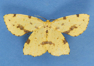 6744 Xanthotype attenuaria