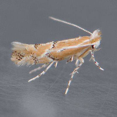 743 Phyllonorycter celtisella