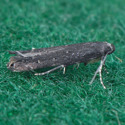 1623 Perimede erransella