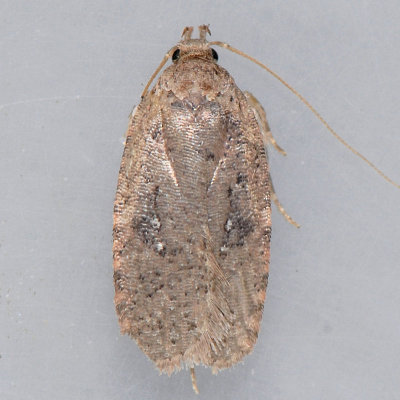 0878 Canadian Agonopterix – Agonopterix canadensis