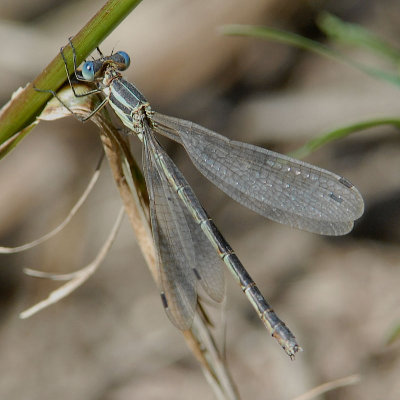 Southern Spreadwing