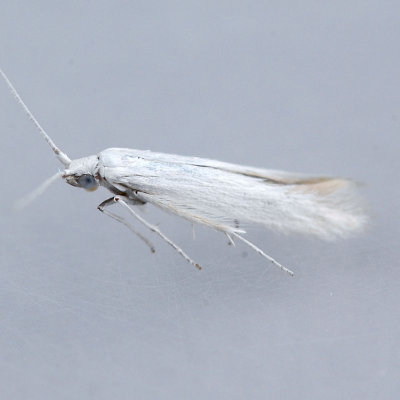 1271  Cherry Casebearer - Coleophora pruniella