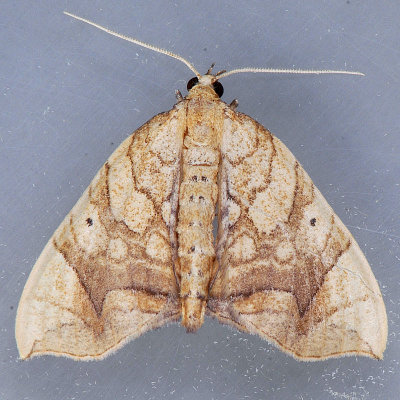 7197 Greater Grapevine Looper - Eulithis gracilineata