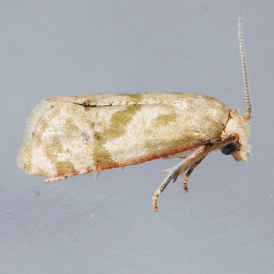 3831 Platphalonidia felix ??