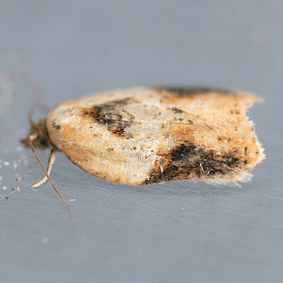 3536 Acleris robinsoniana - Robinson's Acleris Moth