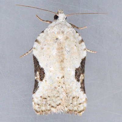 3517 Acleris subnivana